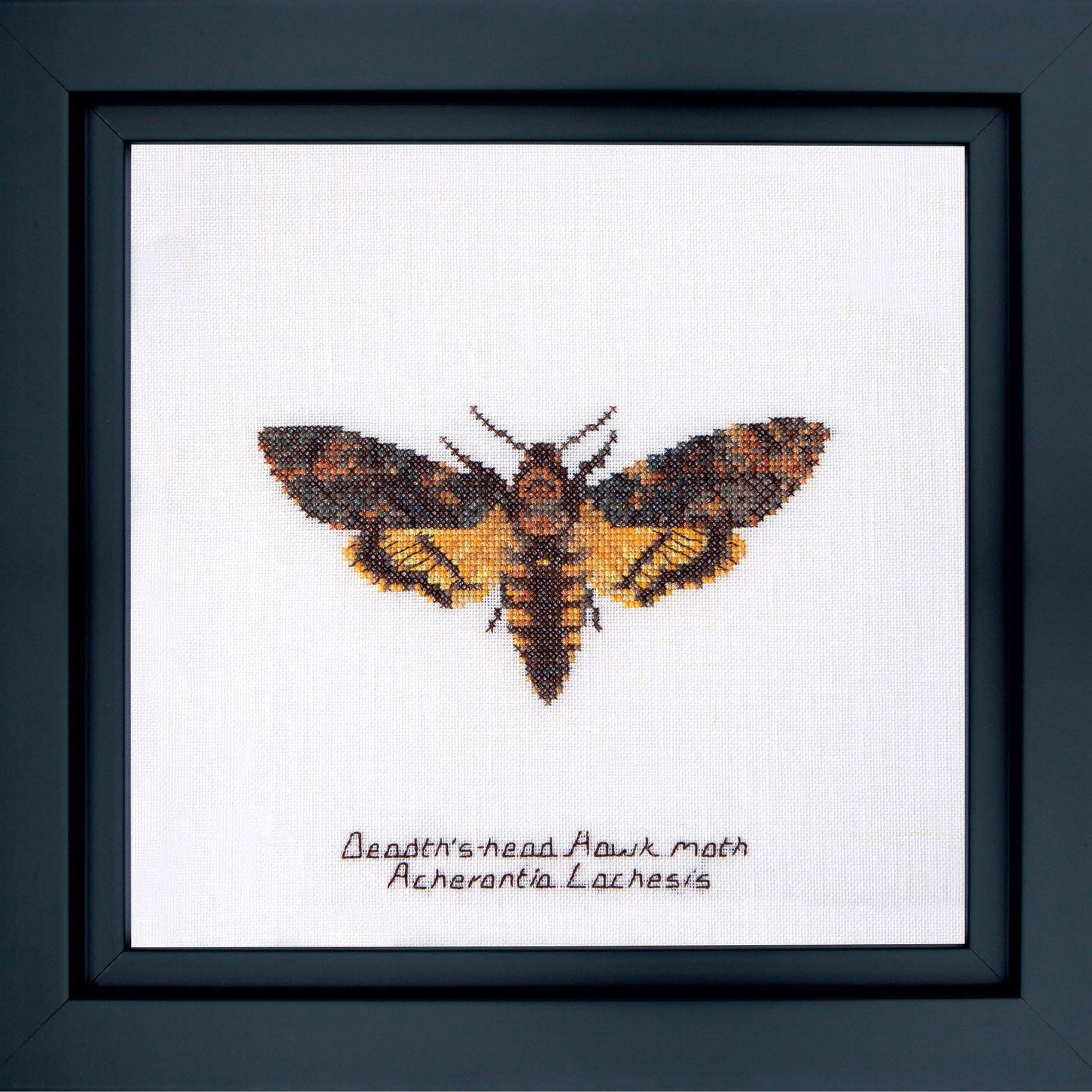 Thea Gouverneur - Counted Cross Stitch Kit - Death's-head Hawk moth - Linen - 32 count - 563 - Thea Gouverneur Since 1959