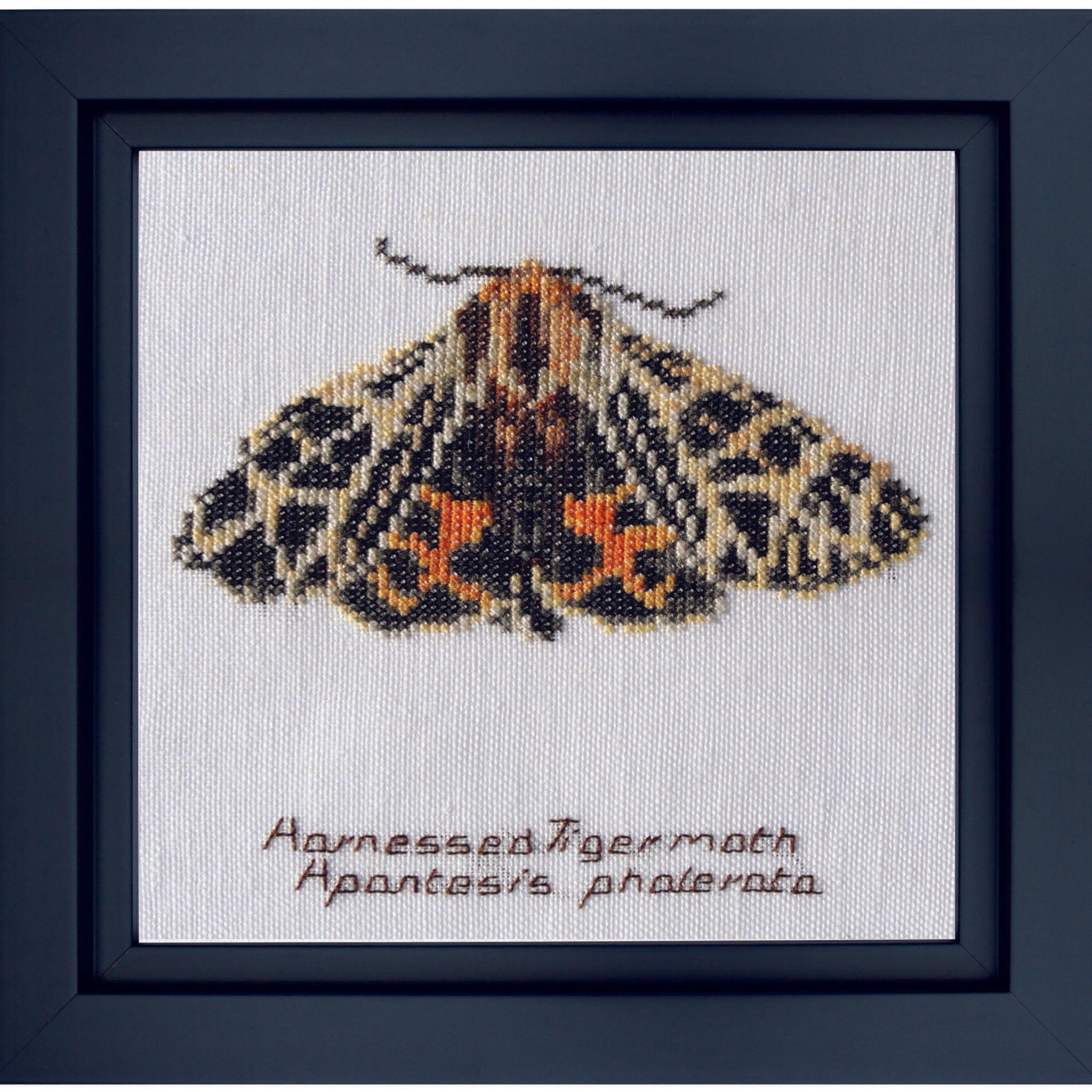 Thea Gouverneur - Counted Cross Stitch Kit - Harnessed Tiger moth - Linen - 32 count - 569 - Thea Gouverneur Since 1959