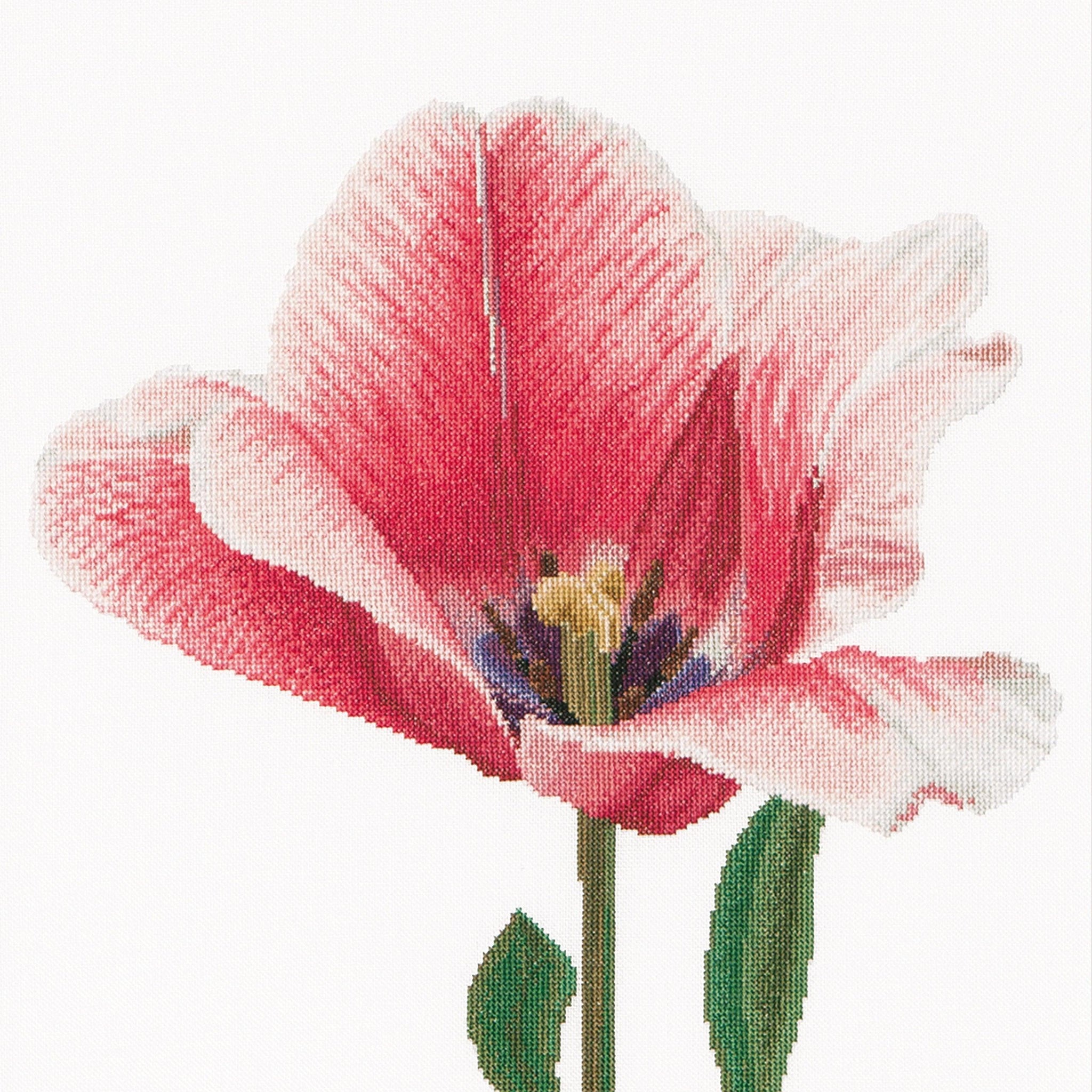 Thea Gouverneur - Counted Cross Stitch Kit - Pink Darwin Hybrid Tulip - Aida - 16 count - 518A - Thea Gouverneur Since 1959