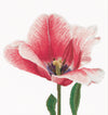 Thea Gouverneur - Counted Cross Stitch Kit - Pink Darwin Hybrid Tulip - Linen - 32 count - 518 - Thea Gouverneur Since 1959