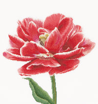 Thea Gouverneur - Counted Cross Stitch Kit - Red/White Edged Early Double Tulip - Aida - 16 count - 520A - Thea Gouverneur Since 1959