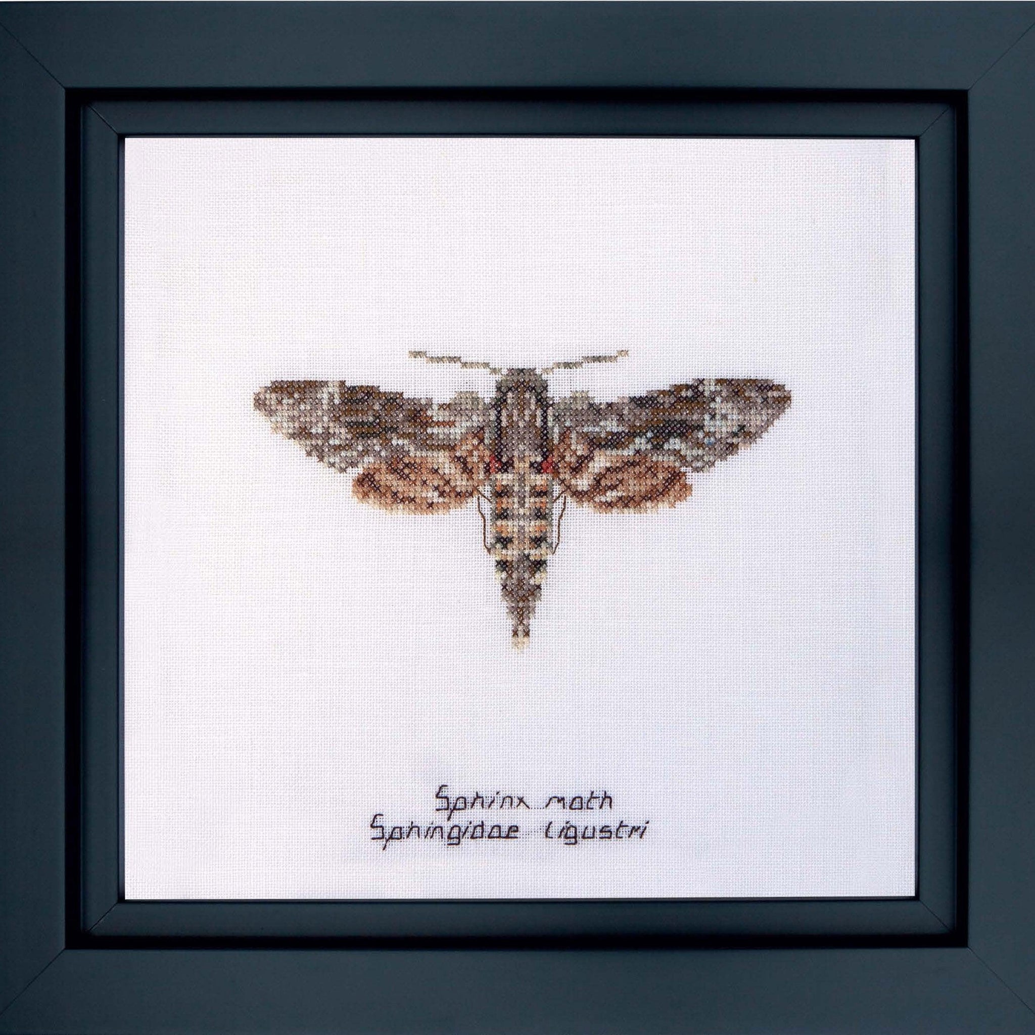 Thea Gouverneur - Counted Cross Stitch Kit - Sphinx moth - Aida - 16 count - 564A - Thea Gouverneur Since 1959